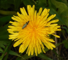 Oedemera virescens