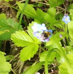Bombus