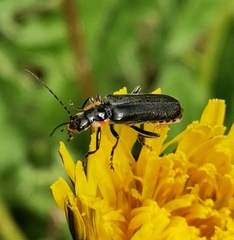 Cantharis obscura