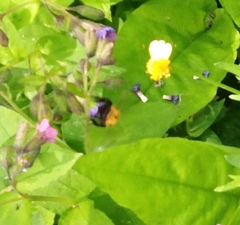Bombus hypnorum