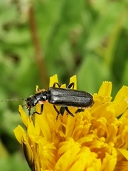 Cantharis obscura