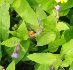 Bombus hypnorum