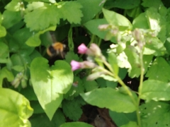 Bombus pascuorum