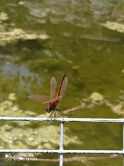 Trithemis arteriosa