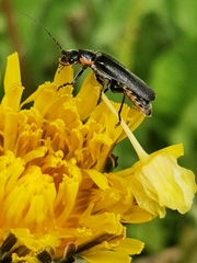 Cantharis obscura