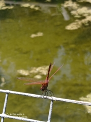 Trithemis arteriosa