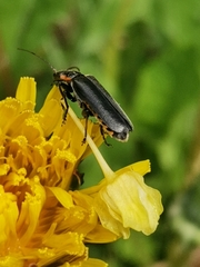 Cantharis obscura