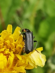Cantharis obscura