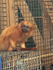 Leontopithecus
