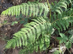 Pteridium aquilinum aquilinum