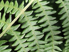 Pteridium aquilinum aquilinum