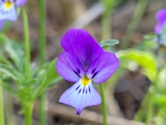Viola bubanii