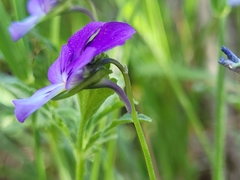 Viola bubanii