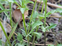 Viola bubanii