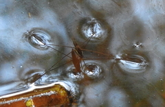 Limnometra