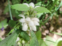 Lamium flexuosum