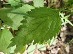 Lamium flexuosum