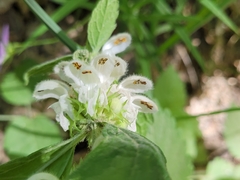 Lamium flexuosum