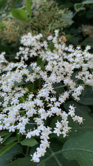 Sambucus nigra