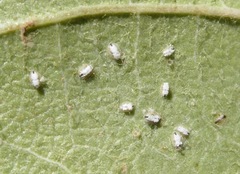 Siphoninus phillyreae