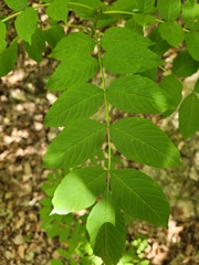 Fraxinus excelsior excelsior