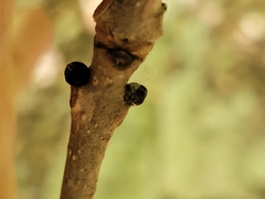 Fraxinus excelsior excelsior