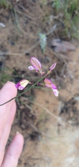Polygala garcinii