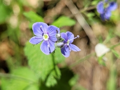 Veronica chamaedrys chamaedrys