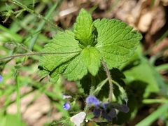 Veronica chamaedrys chamaedrys