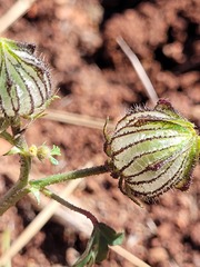 Hibiscus tridactylites