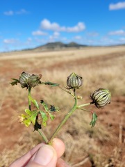 Hibiscus tridactylites