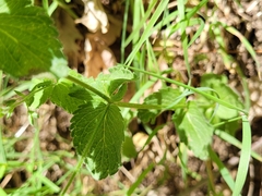 Veronica chamaedrys chamaedrys