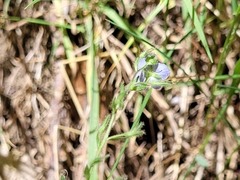 Veronica chamaedrys chamaedrys
