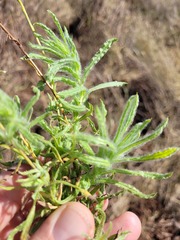 Leiocarpa brevicompta