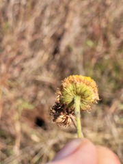 Leiocarpa brevicompta