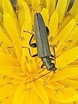 Oedemera virescens