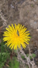 Oedemera virescens