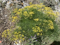 Prangos trifida