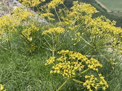 Prangos trifida