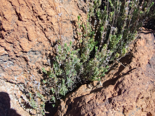 Micromeria lachnophylla image