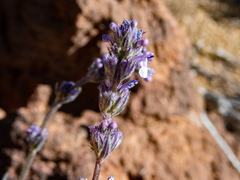 Nepeta teydea image