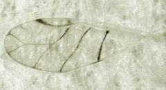 Pterocallis maculatus