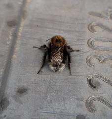 Bombus humilis