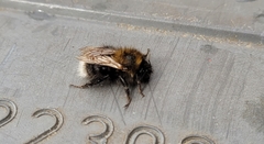 Bombus humilis