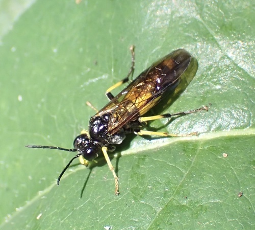 Small Yellow-girdled Tenthredo, De Geelders, Boxtel, North Brabant, NL, photo 7 of 10