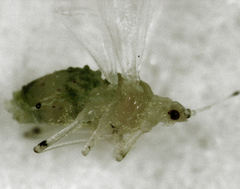 Pterocallis maculatus