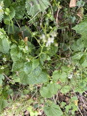Alliaria petiolata