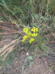 Euphorbia macroclada