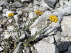 Achillea tomentosa