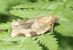 Choristoneura hebenstreitella